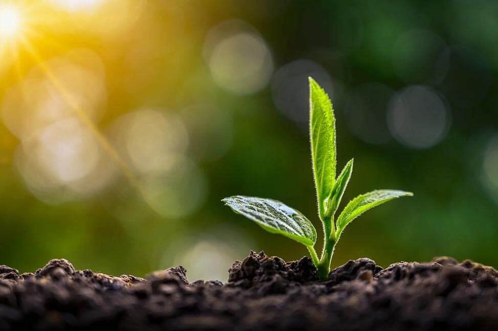 螯合肥料使用效果